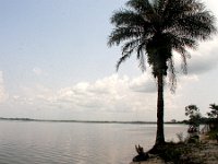 Lake Piso Palm