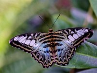 2017-JEMS-butterfly-IMG 5891