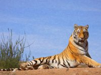 Art-tiger out of africa-pose art2