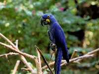 Blue Parrot-5490