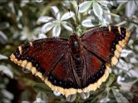 Butterfly Beautifly  Morning Cloak