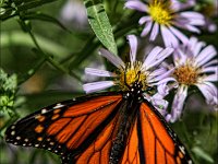 Butterfly Monarch -Open