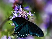 Butterfly Pipevine Swallowtail