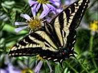 Butterfly pale swallowtail