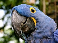 HI Blue Parrot