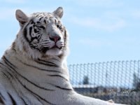 White Tiger 0729