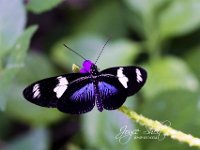 wm 2017-JEMS-butterfly-IMG 5888-Edit