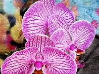 121252b1-texture orchid postcard