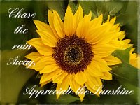 Appreciate Sunshine sunflower verse