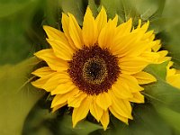 Appreciate Sunshine sunflower