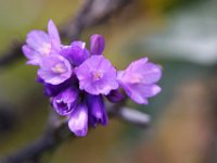 IMG 1695 Purple flower