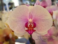 Let Your Light Shine Orchid