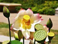 Lotus Water Flower