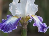 Mother Iris : art, blessings, flowers, orchids, tiger