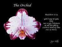 Orchid, The Clothing