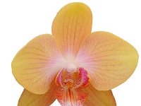 Phalaenopsis Orchid shine your light