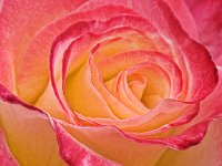 Pink Frosty Rose