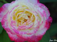 Pink and White Rose (3)