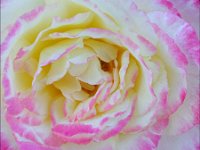 Pink and White Rose Full