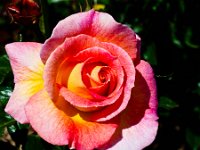 carlsbad-rose