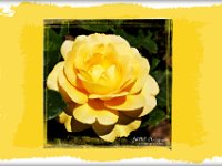 light yellow postcard