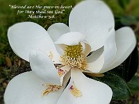 magnet magnolia-verse