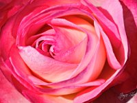 pink rose 2a