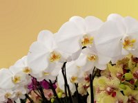 white orchid-124504-art2
