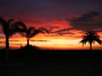 FL Sunset : Wani