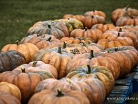 Pumpkins : Halloween, pumpkin