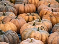 Pumpkins : Halloween, pumpkin