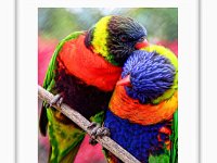 Lorikeet Framed - verse