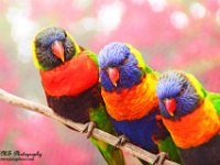 Swainson Lorikeet