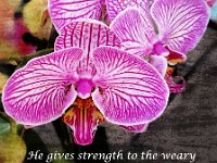 Strength orchid