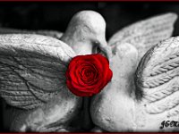 rose full bw