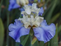 Iris Collection